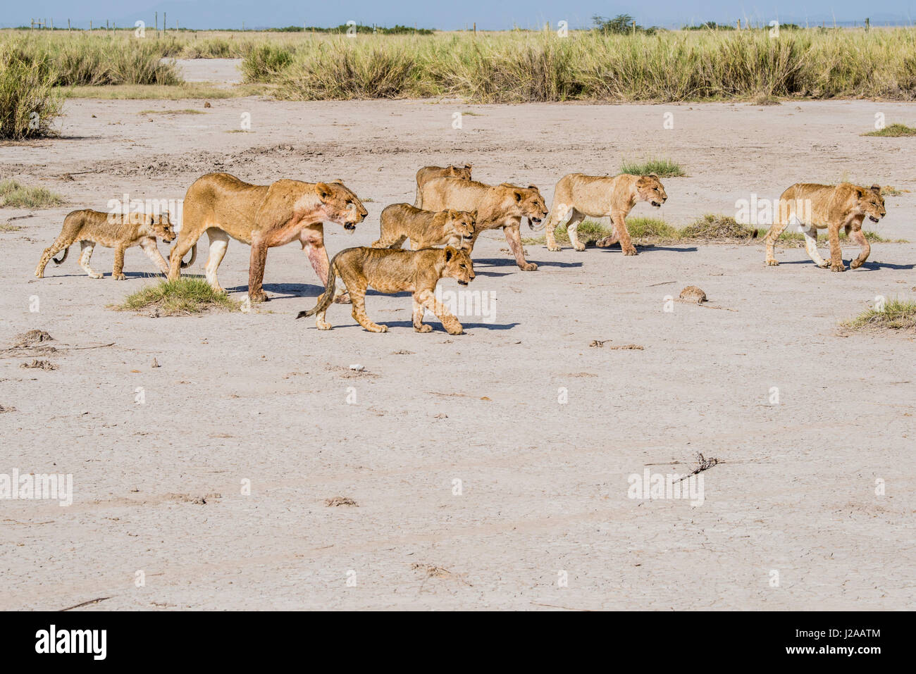 East Africa, Kenya, Amboseli National Park, pride with 2 lioness ...