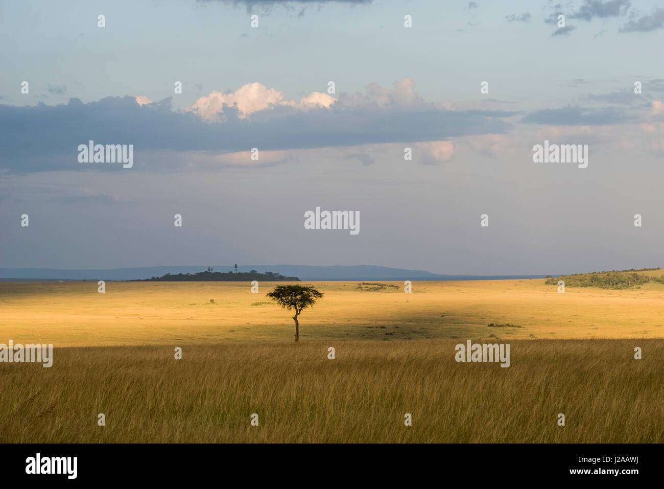 East Africa, Kenya, Maasai Mara National Reserve, Mara Conservancy, Mara Triangle, Mara River Basin, sunset, Balanites tree (Large format sizes available) Stock Photo