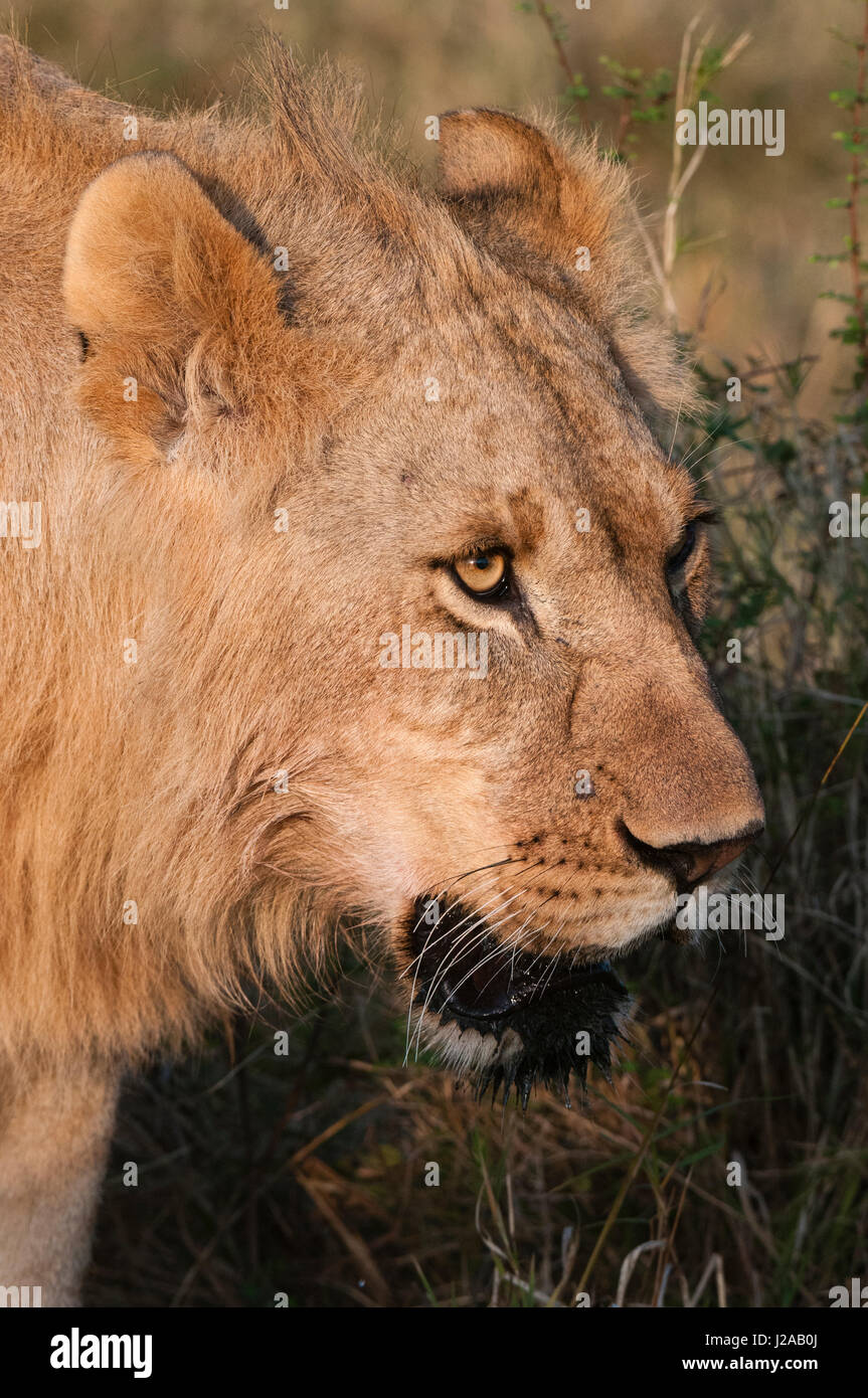 Lion (Panthera leo), Masai Mara, Kenya Stock Photo - Alamy