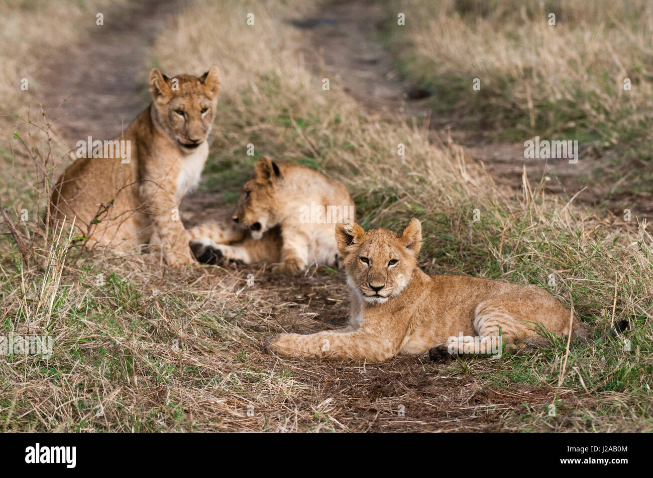 Lion (Panthera leo), Masai Mara, Kenya Stock Photo - Alamy