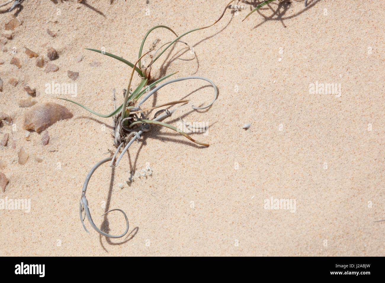 Africa, Western Sahara, Dakhla. Close-up of plant and sand in a desert. Stock Photo