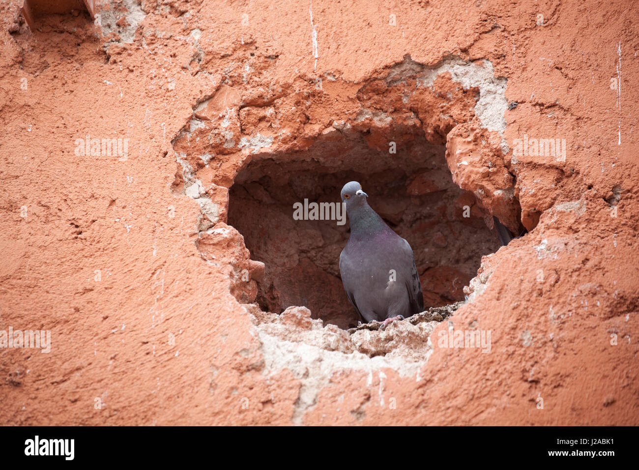 Africa, Morocco, Marrakesh. Curious pigeon sitting in a hole in a wall