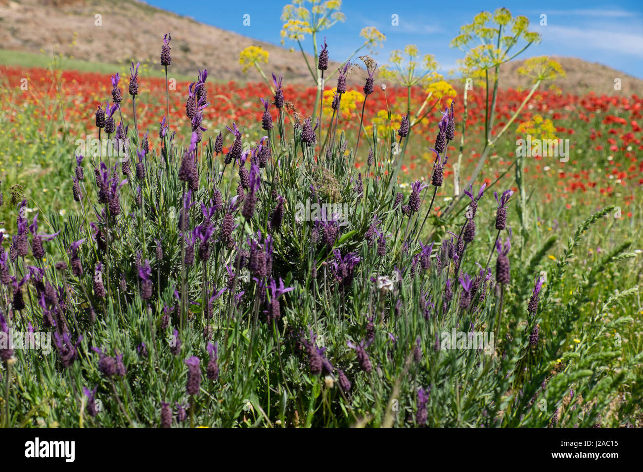 Morocco, Taounate, spring flowers bloom. Verbena, Coreopsis, Atlantic ...