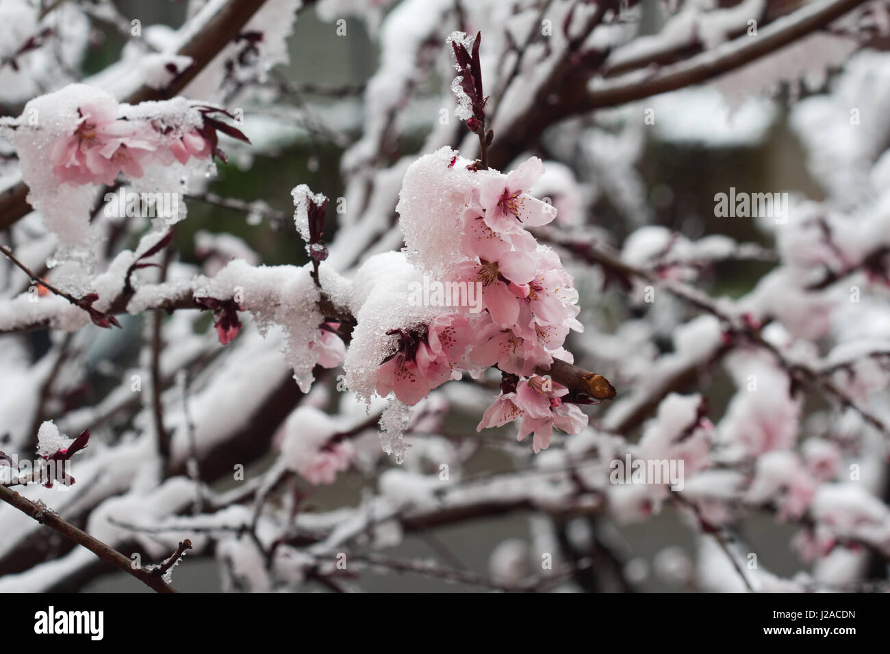horizontal closeup of pink in bloom tree flowers covered in spring snow ...