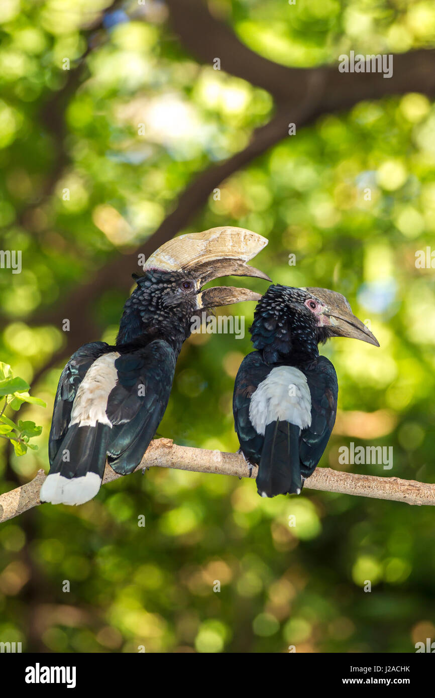 Male and female hornbills sit with their backs to the camera, heads turned to the right side, one's mouth is open, sun filtering through green leaves, Lake Manyara National Park, Tanzania Stock Photo