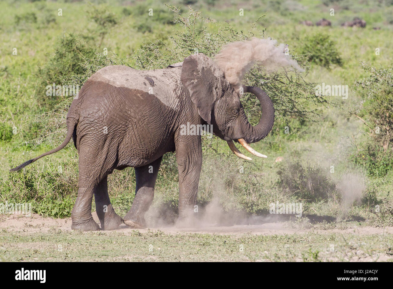 Partially wet elephant taking a dust bath, spraying dust on its