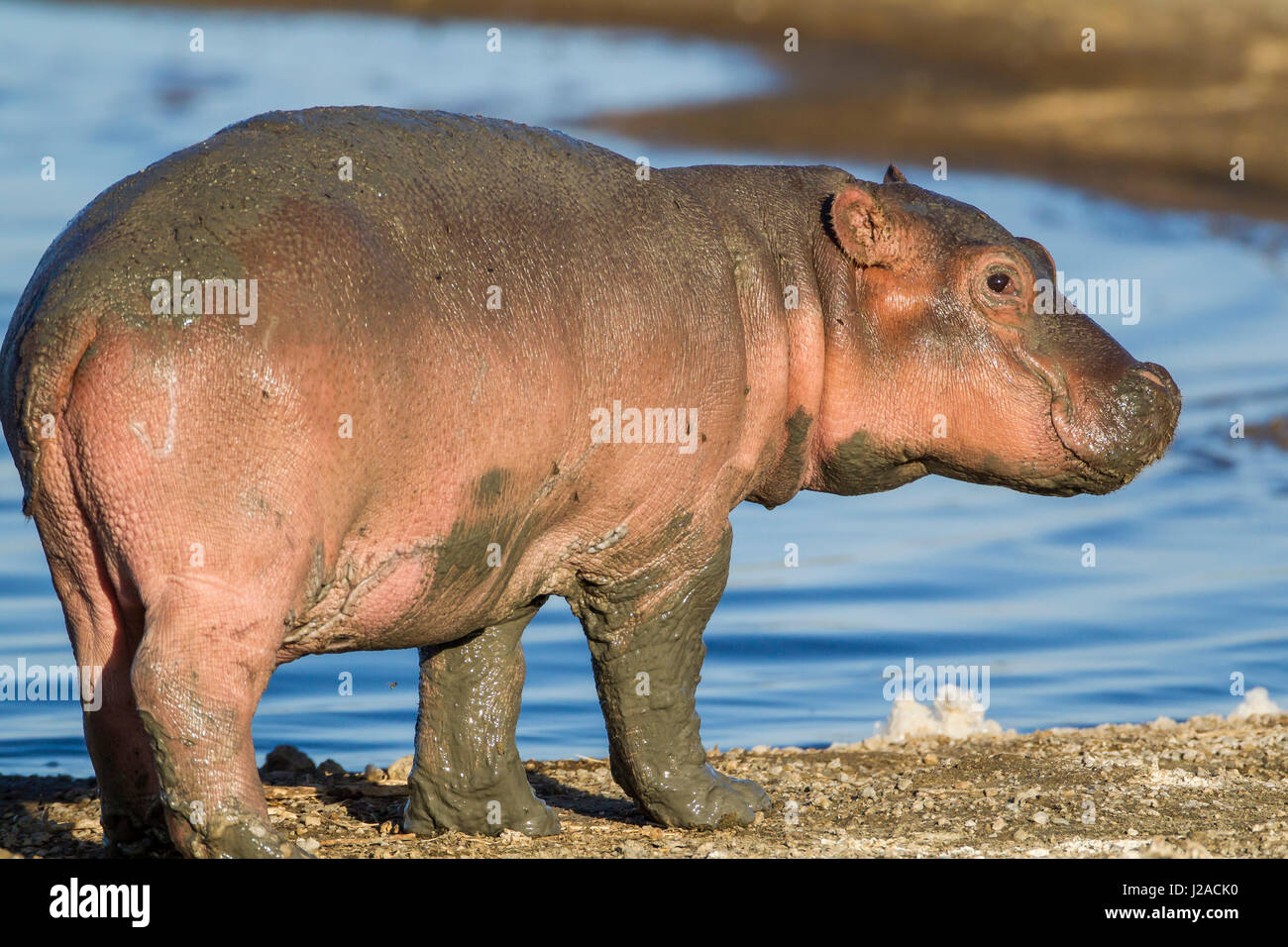 Reddish very young hippo stands on shoreline of Lake Ndutu, profile view, eye looking at camera Stock Photo