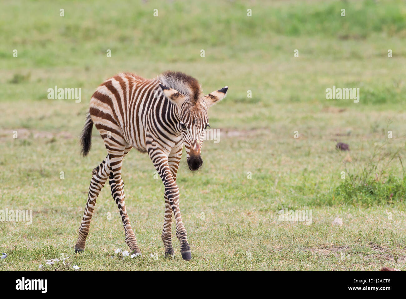 A Baby Zebra Stands on His Long Skinny Legs Photograph by Derrick Neill -  Pixels