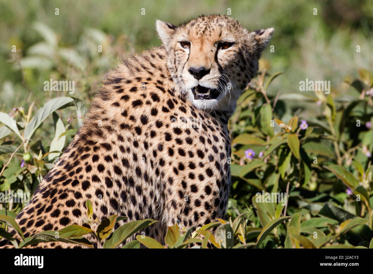 Single adult cheetah, neck hackles raised, sits partially hidden in green foliage, mouth partly opened, front teeth visible, facing towards camera, Ngorongoro Conservation Area, Tanzania Stock Photo