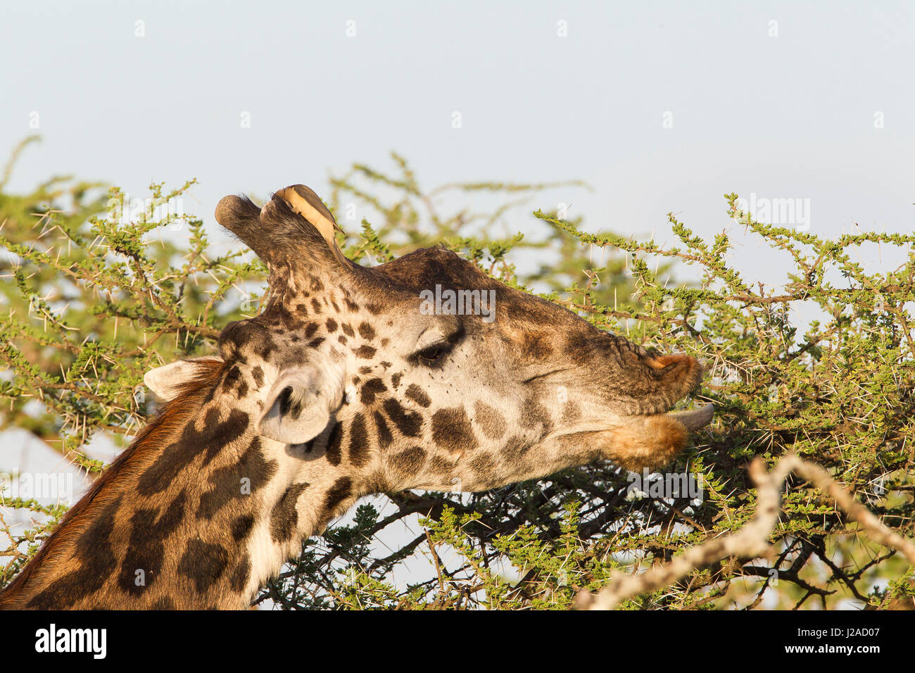 Adult male Masai giraffe eats acacia tree leaves, using its tongue to draw the leaves and thorns into its open lips, ox-pecker bird cleaning the horn on its head Stock Photo