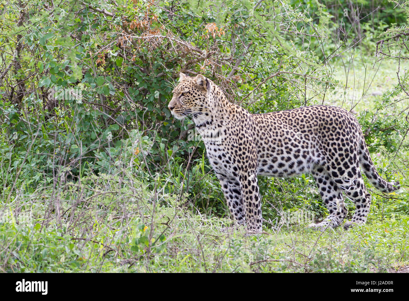 R Leopard Leopard stands at edge of jungle watching, profile view, green foliage ...