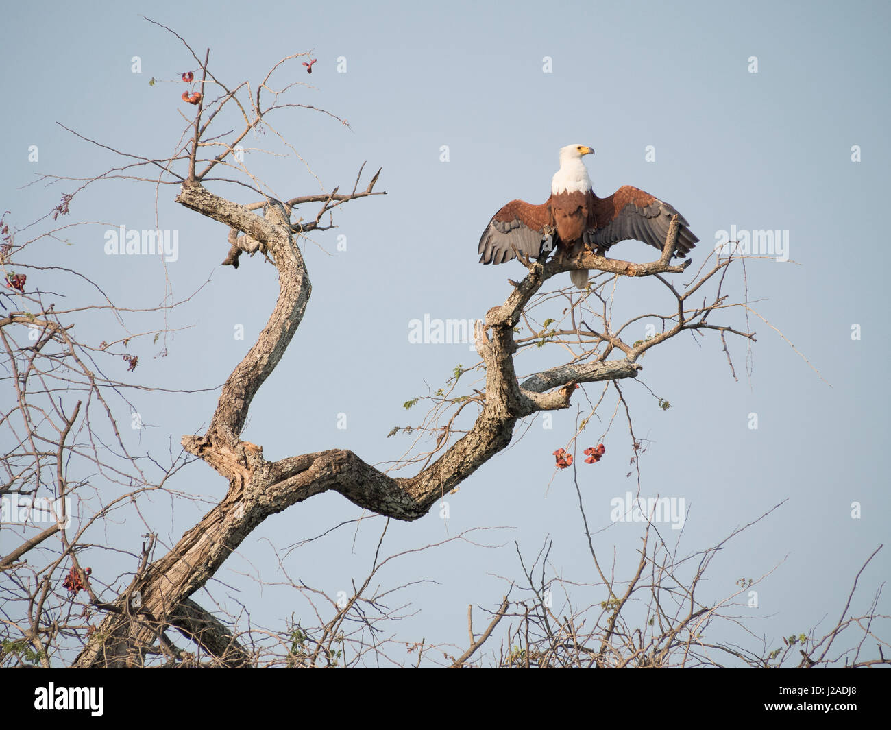 Africa, Zambia. Fish eagle on tree limb. Credit as: Bill Young / Jaynes Gallery / DanitaDelimont.com Stock Photo