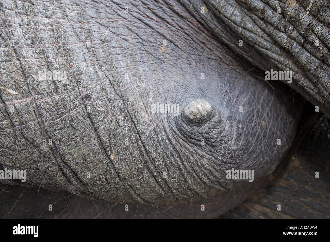 Tranquilized elephant (Loxodonta africana) mammary gland. Zimbabwe