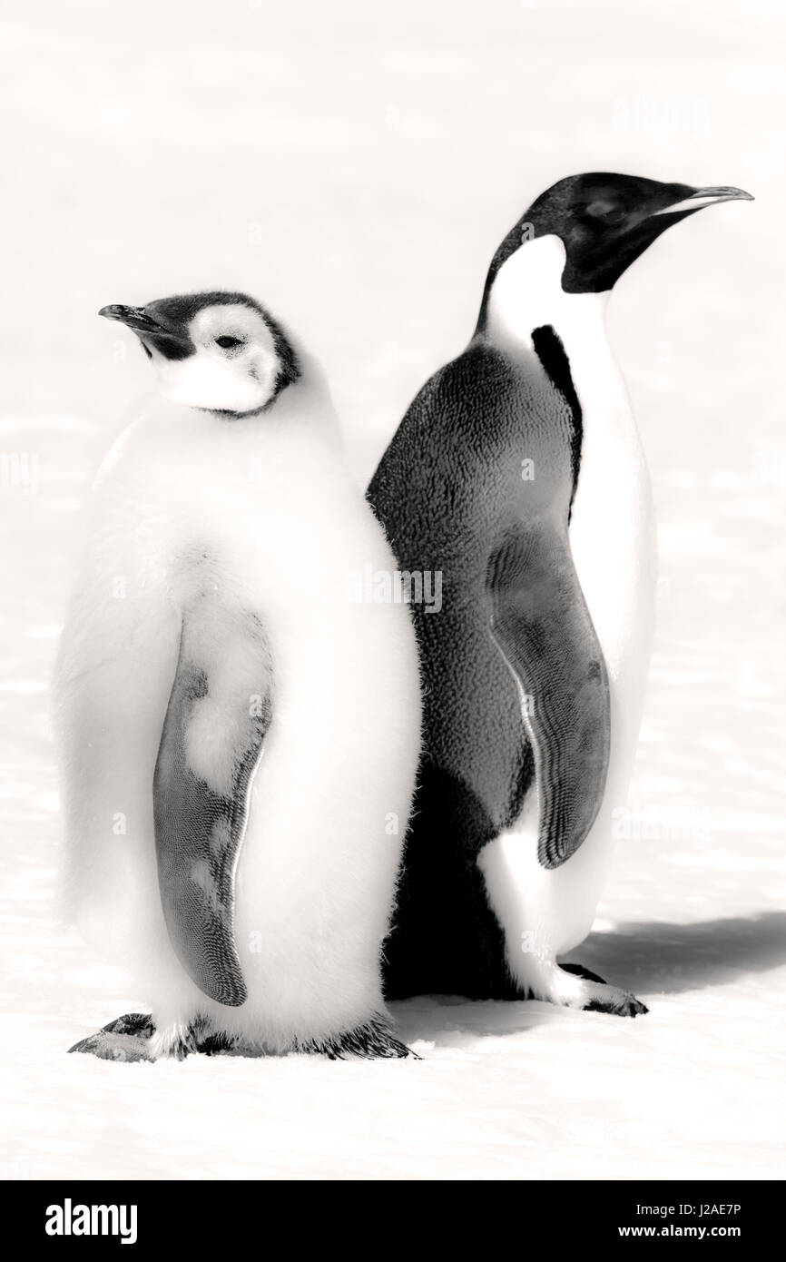 Cape Washington, Antarctica. Emperor Penguin and Chick facing different directions. Stock Photo