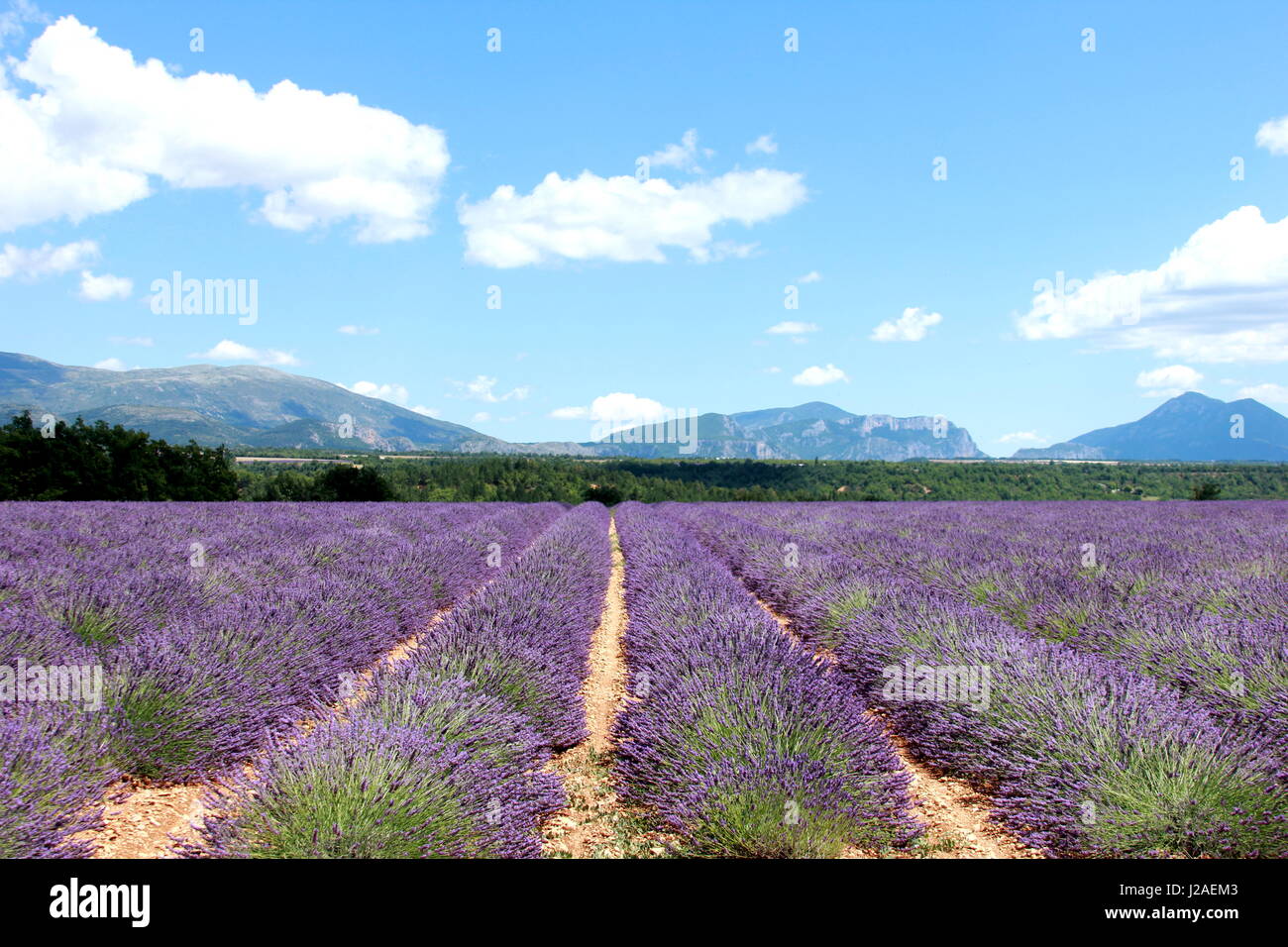 Lavender field in the plateau de Valensole, Alpes de Haute Provence, France, Europe Stock Photo