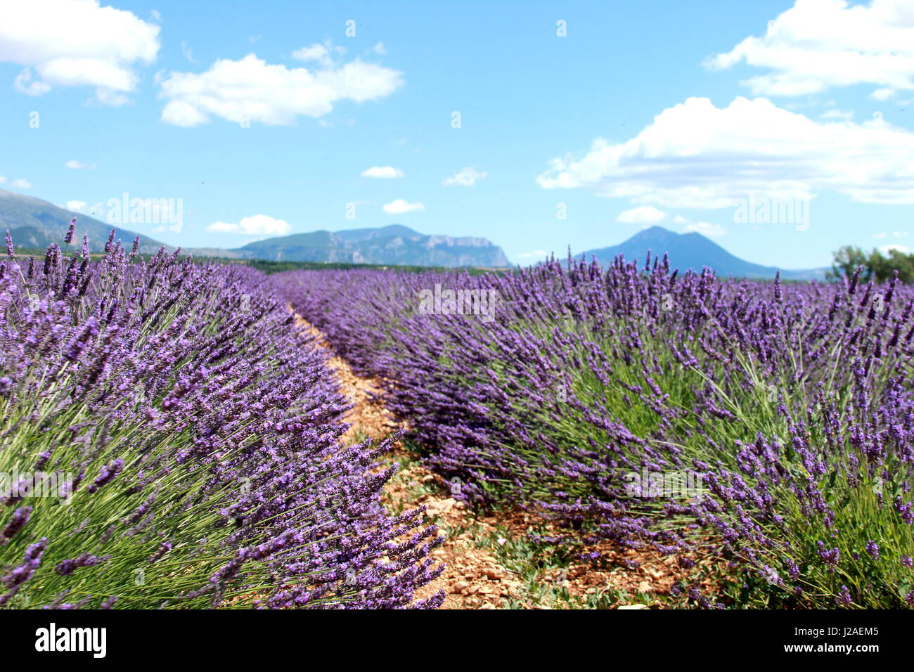 Lavender field in the plateau de Valensole, Alpes de Haute Provence, France, Europe Stock Photo