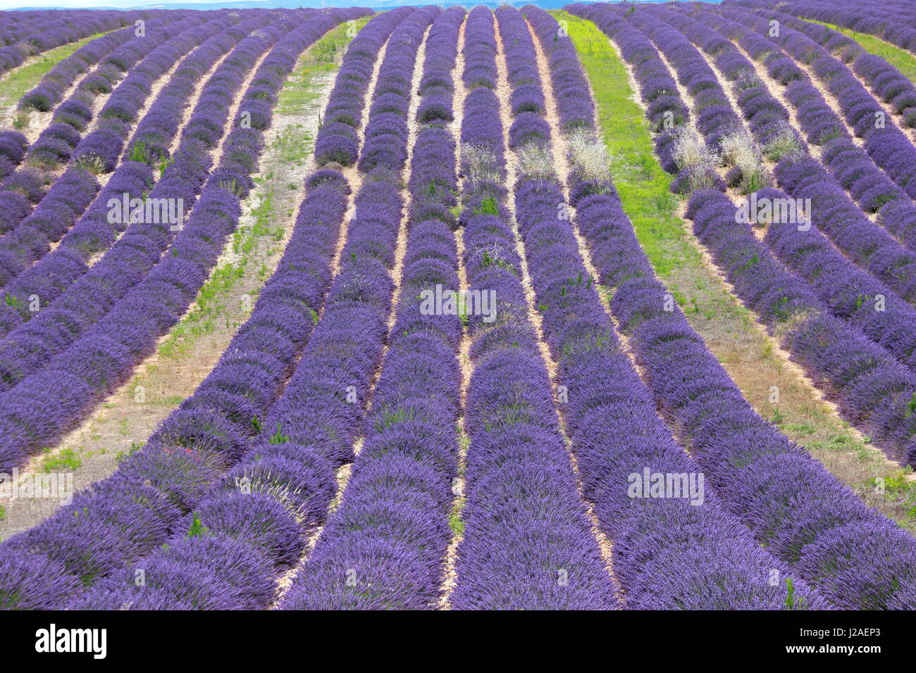 Lavender field in the plateau de Valensole, Alpes de Haute Provence, France, Europe Stock Photo