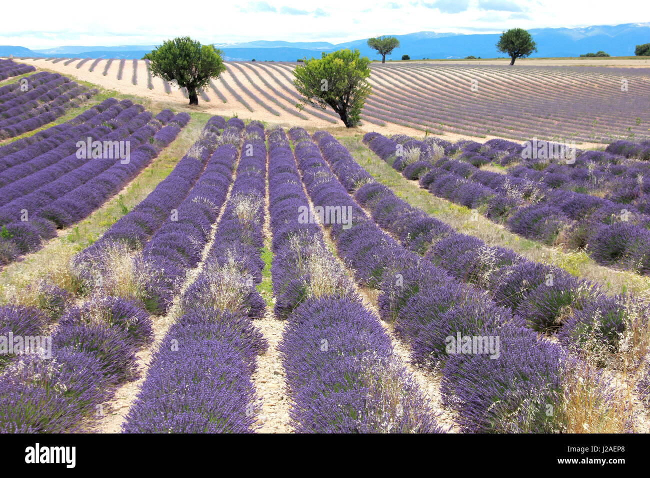 Lavender field in the plateau de Valensole, Alpes de Haute Provence, France, Europe Stock Photo