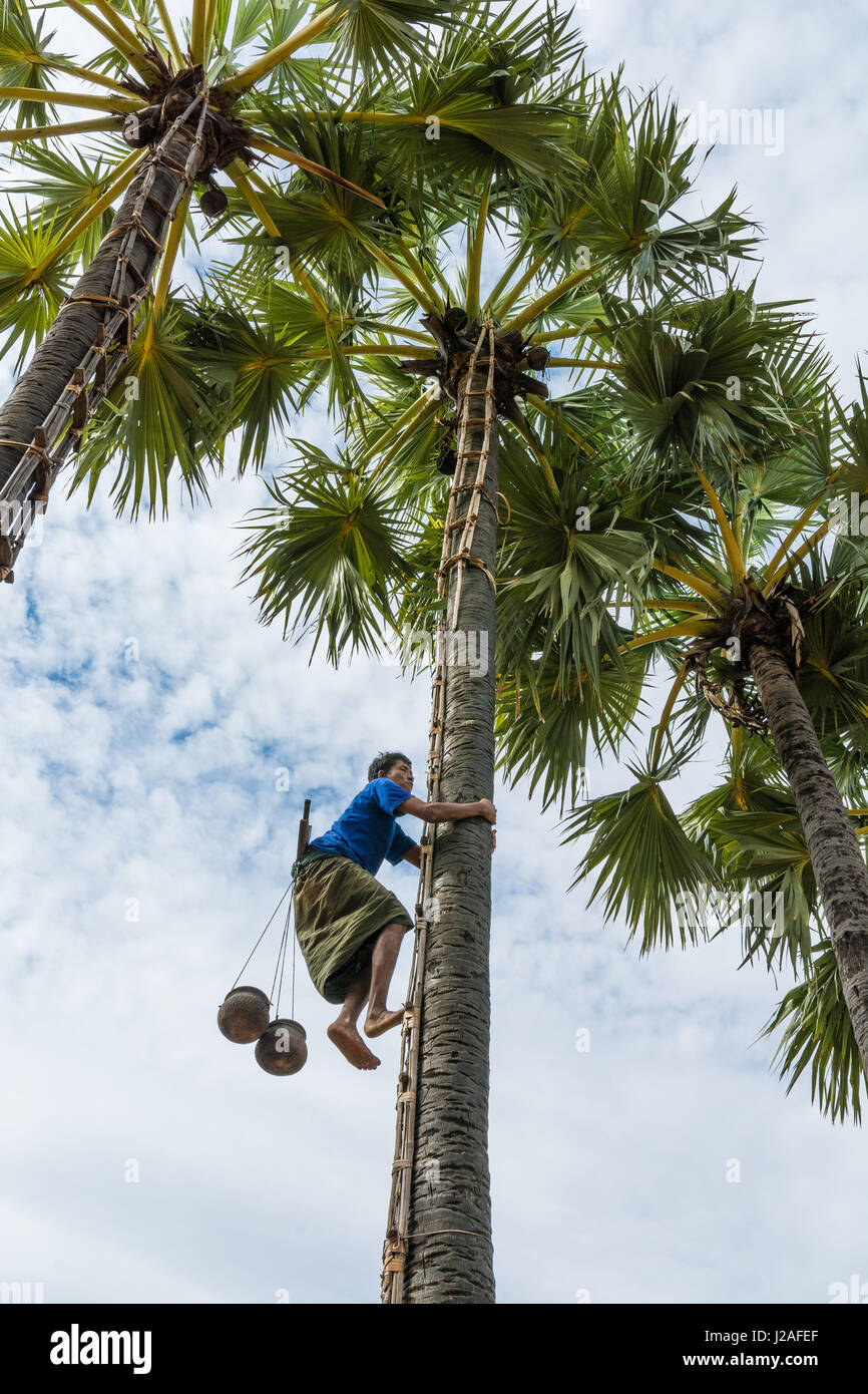 Myanmar (Burma), Mandalay region, Taungtha, palm sugar and liquor