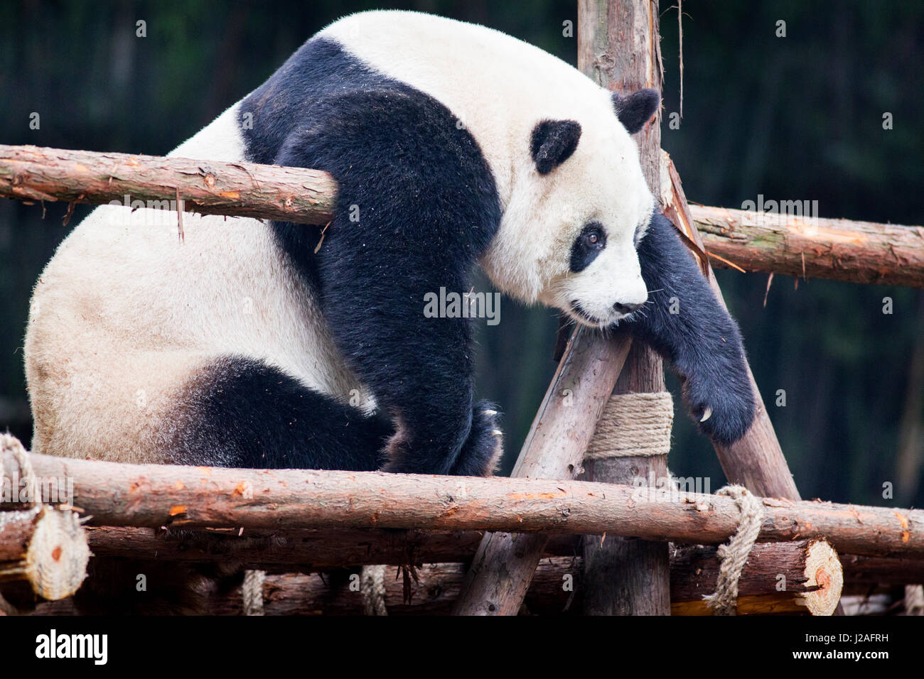 China, Sichuan Province, Chengu, Giant Panda Bear (Ailuropoda Melanoleuca)  resting on wooden platform at Chengdu Research Base of Giant Panda Breeding  Stock Photo - Alamy