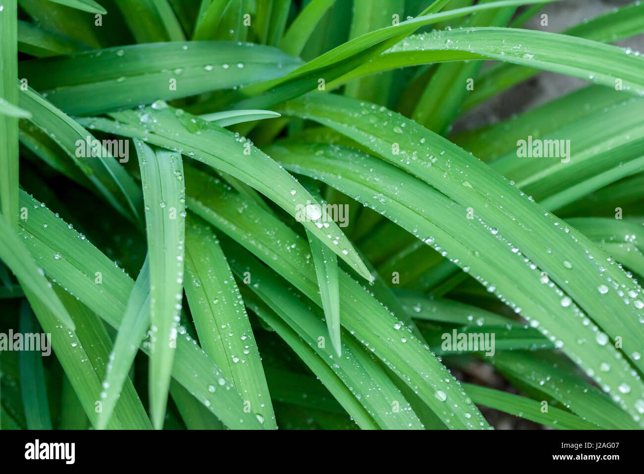 water drops on green grass macro can be background Stock Photo - Alamy