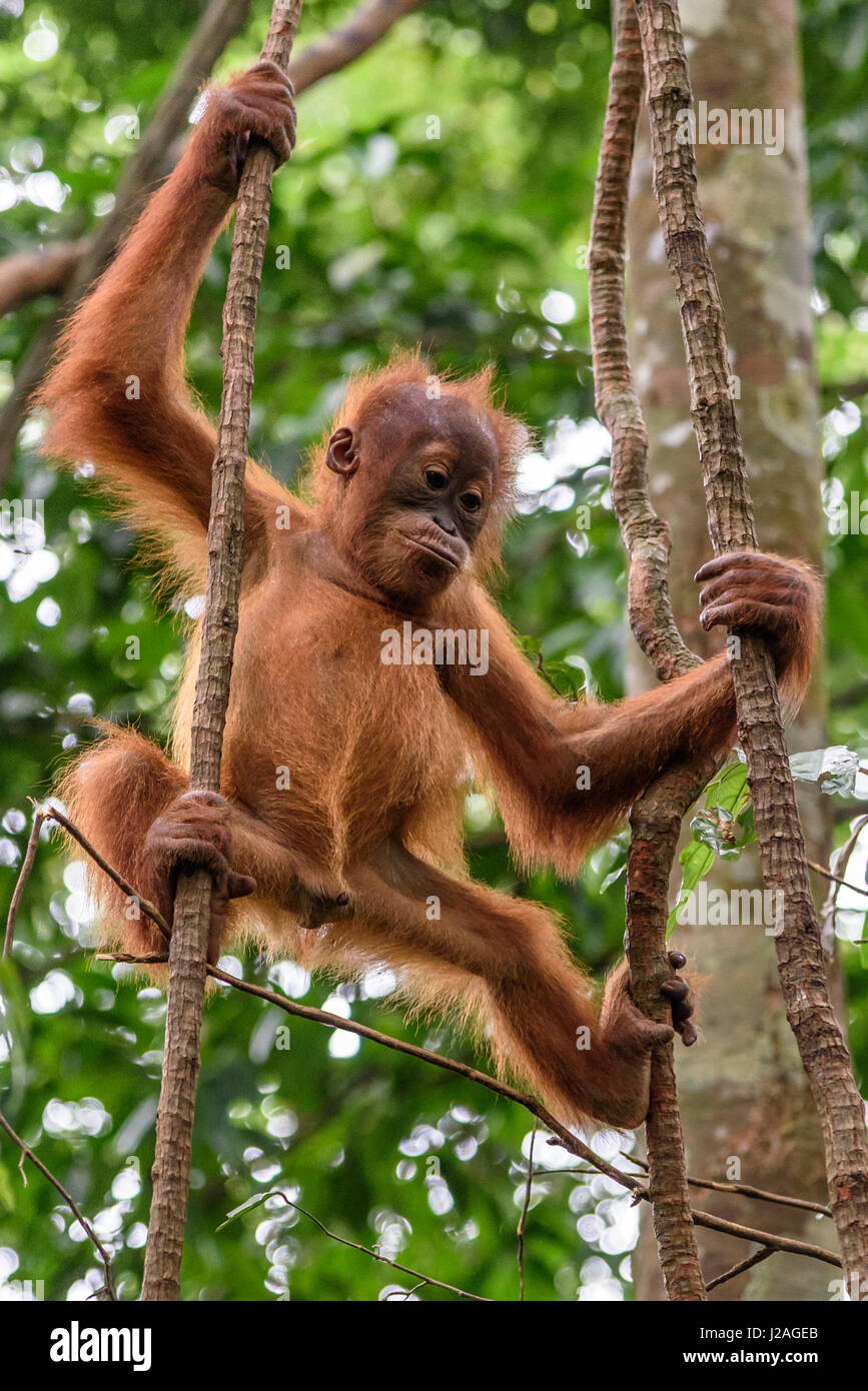 Indonesia, Aceh, Gayo Lues Regency, Gunung-Leuser National Park, Sumatra, Orangutan family in the wild Stock Photo