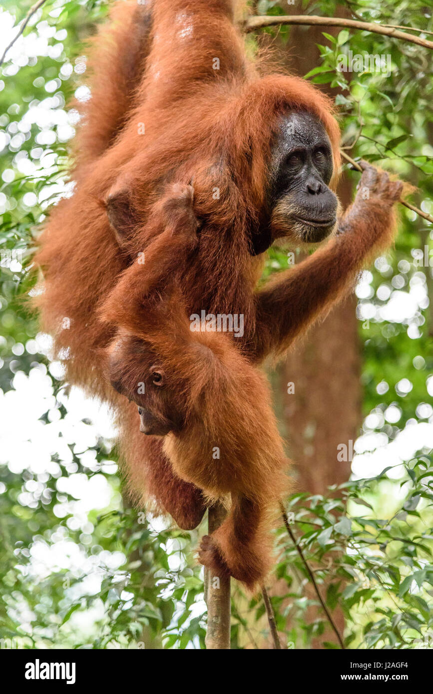 Indonesia, Aceh, Gayo Lues Regency, Gunung-Leuser National Park, Sumatra, Orangutan family in the wild Stock Photo