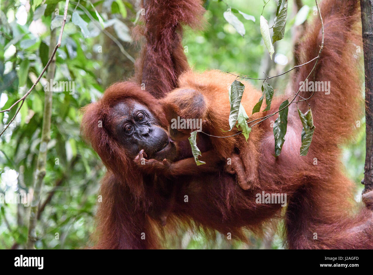 Indonesia, Aceh, Gayo Lues Regency, Gunung-Leuser National Park, Sumatra, Orangutan family in the wild Stock Photo