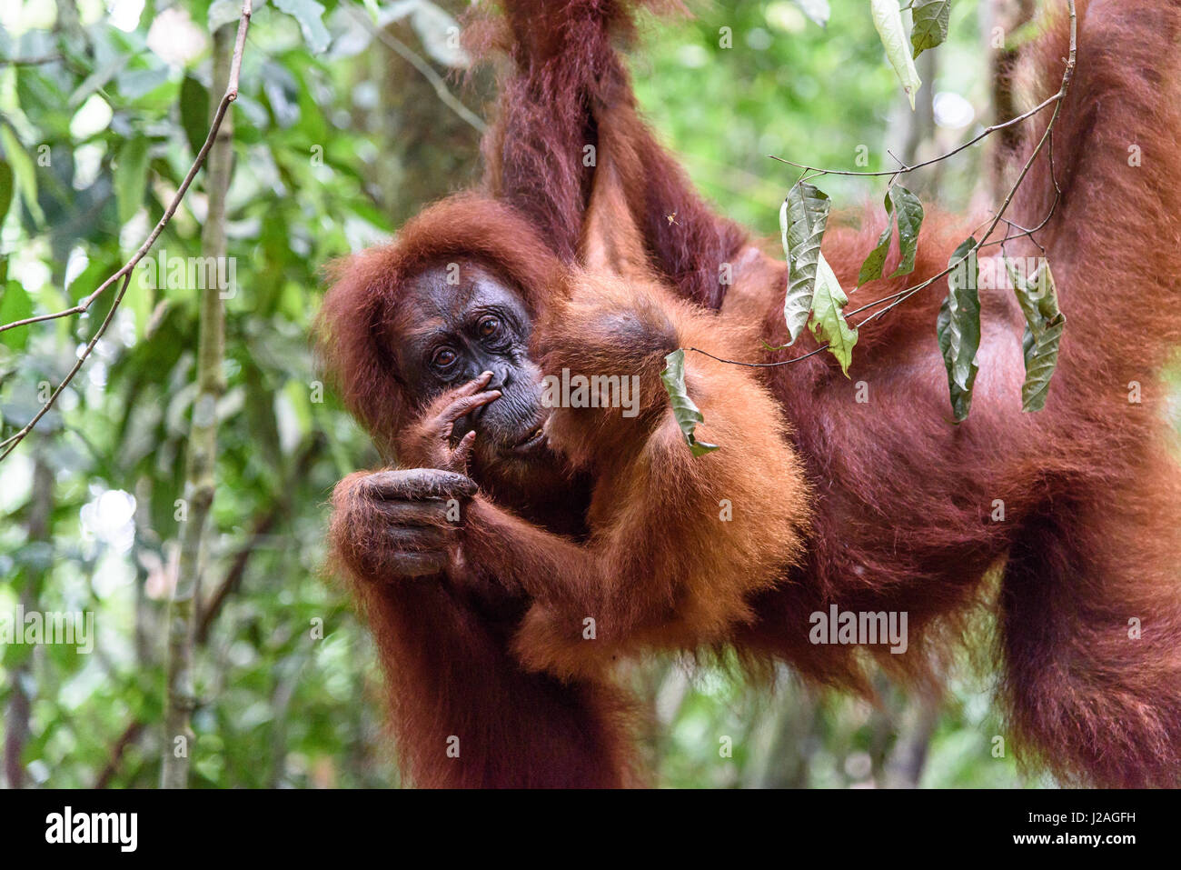 Indonesia, Aceh, Gayo Lues Regency, Gunung-Leuser National Park, Sumatra, Orangutan family in the wild Stock Photo