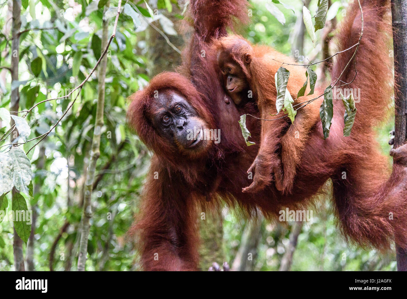 Indonesia, Aceh, Gayo Lues Regency, Gunung-Leuser National Park, Sumatra, Orangutan family in the wild Stock Photo