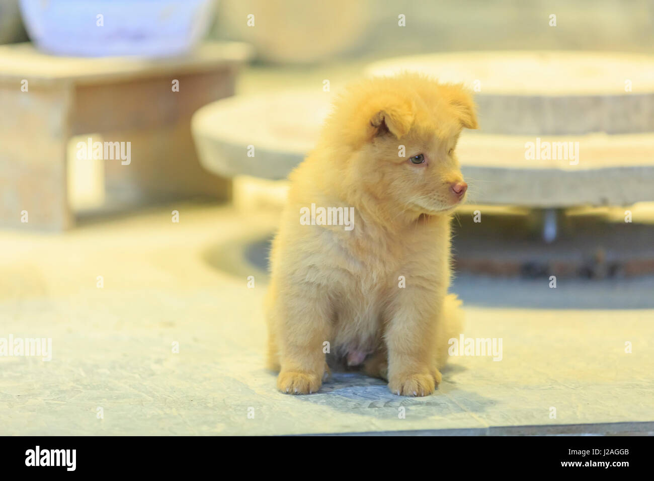 Chow Chow puppy, Nanfeng kiln, oldest in China, Foshan, China Stock Photo