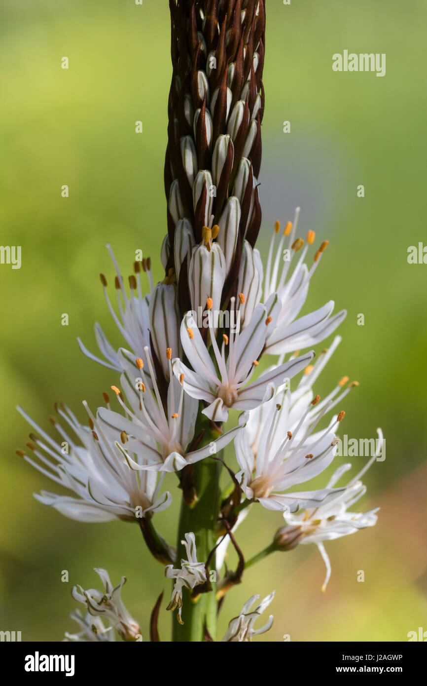 Asphodel Flower Meaning