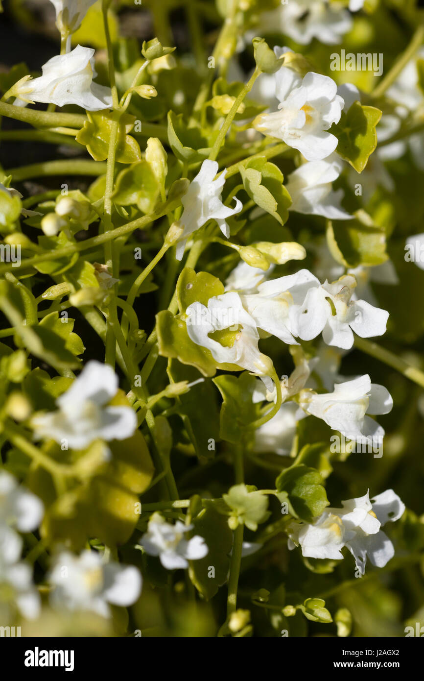 Flowers of a white form of the Ivy leaved toadflax, Cymbalaria muralis, an UK native wildflower Stock Photo