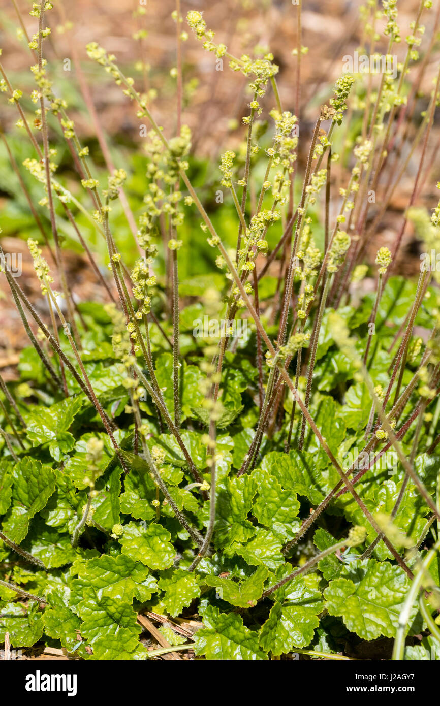 Upright stems carry small green flowers above a basal evergreen mat of foliage in the spring flowering woodlander, Mitella breweri Stock Photo