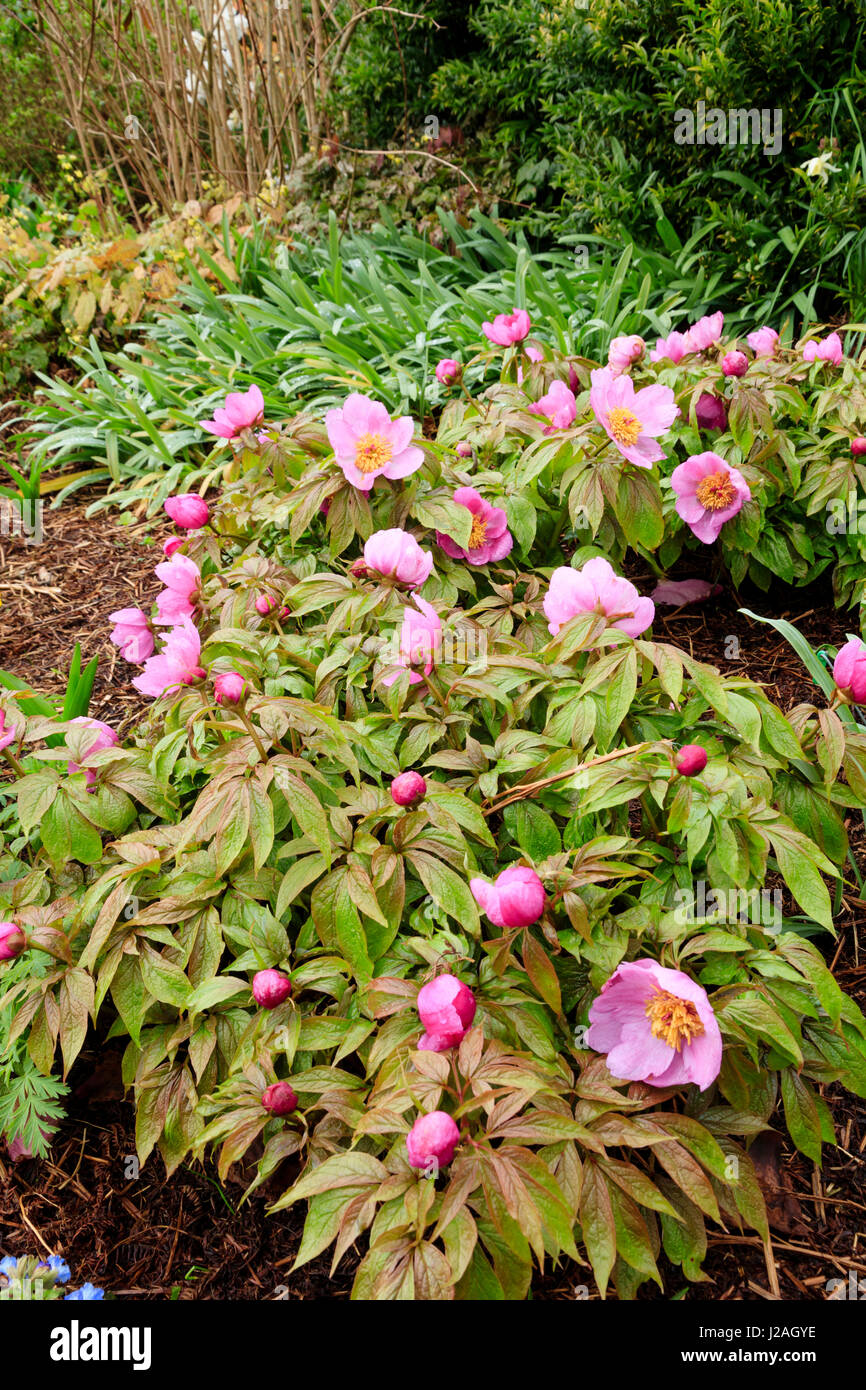 Massed planting of the herbaceous perennial species peony, Paeonia mairei, providing late March colour Stock Photo