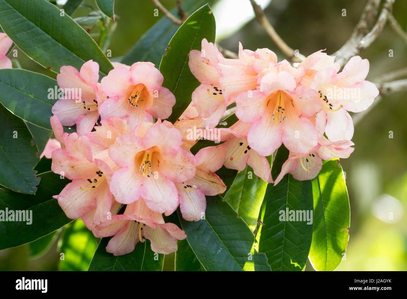 Coral pink form of the spring flowering evergreen, Rhododendron cinnabarinum Stock Photo