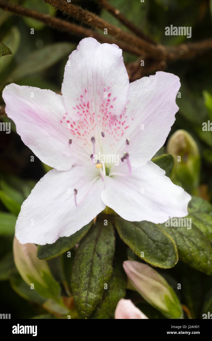 Single spring flower of the azalea, Rhododendron ledifolium var. ripense.  This is now known as Rhododendron mucronatum var. ripense. Stock Photo