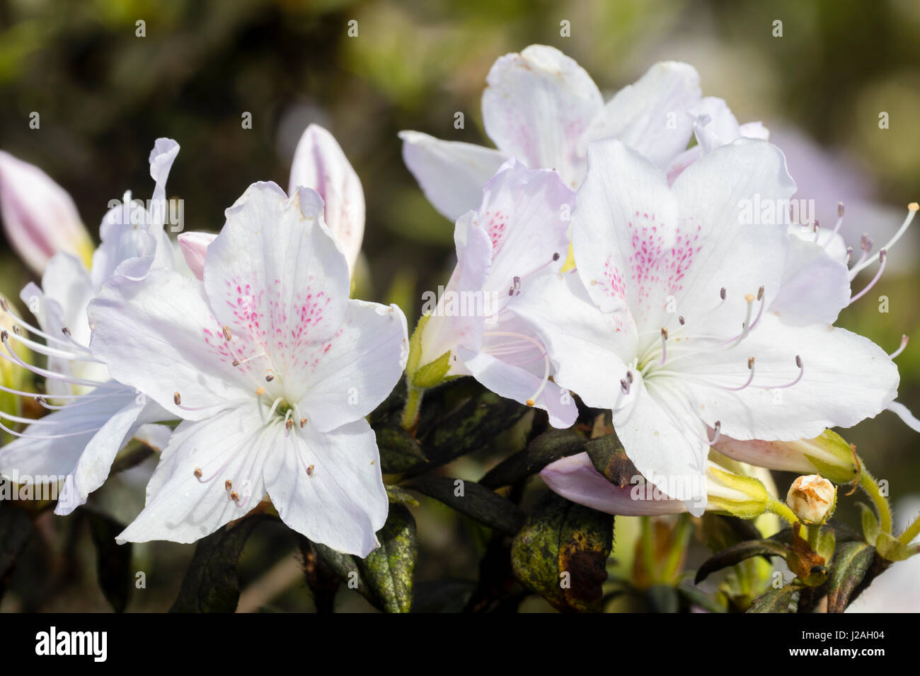 Spring flowers of the azalea, Rhododendron ledifolium var. ripense.  This is now known as Rhododendron mucronatum var. ripense. Stock Photo