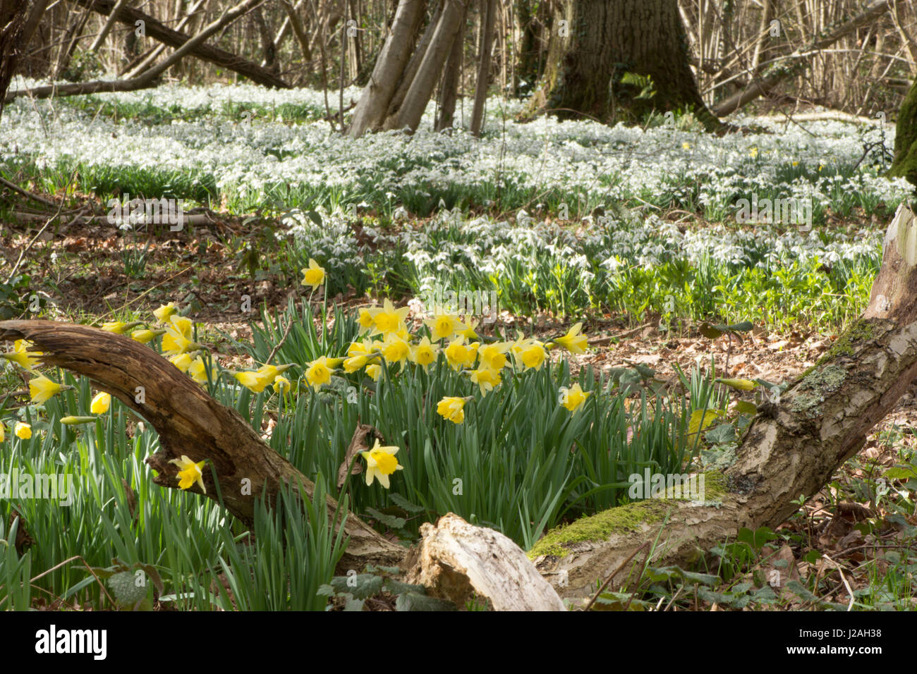 Wild Daffodil, Narcissus pseudonarcissus and Snowdrops,  Galanthus nivalis, in mixed woodland, Sussex, UK. February Stock Photo