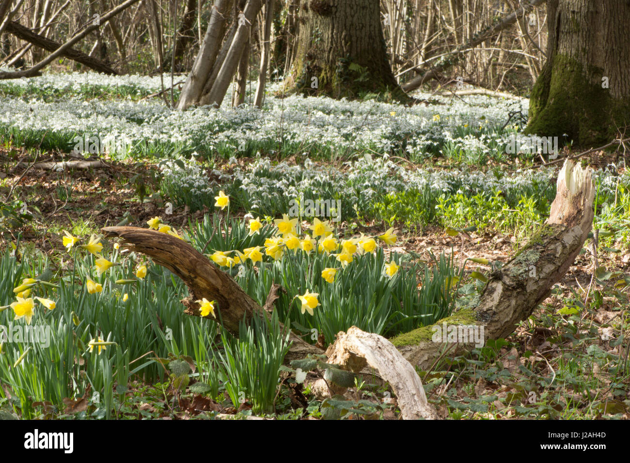 Wild Daffodil, Narcissus pseudonarcissus and Snowdrops,  Galanthus nivalis, in mixed woodland, Sussex, UK. February Stock Photo