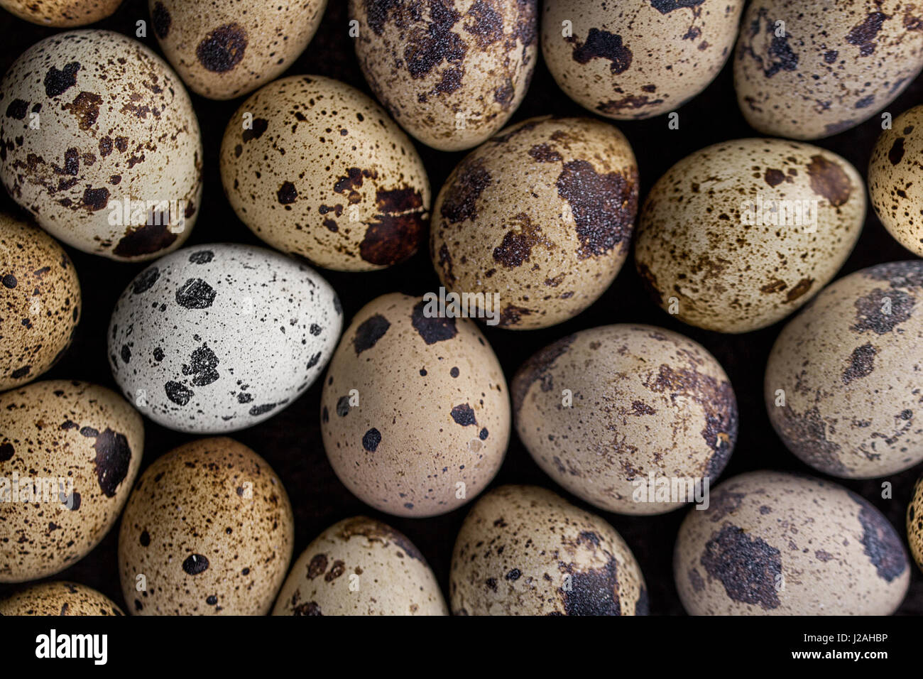 Quail eggs texture. Many quail eggs. Texture for easter Stock Photo - Alamy