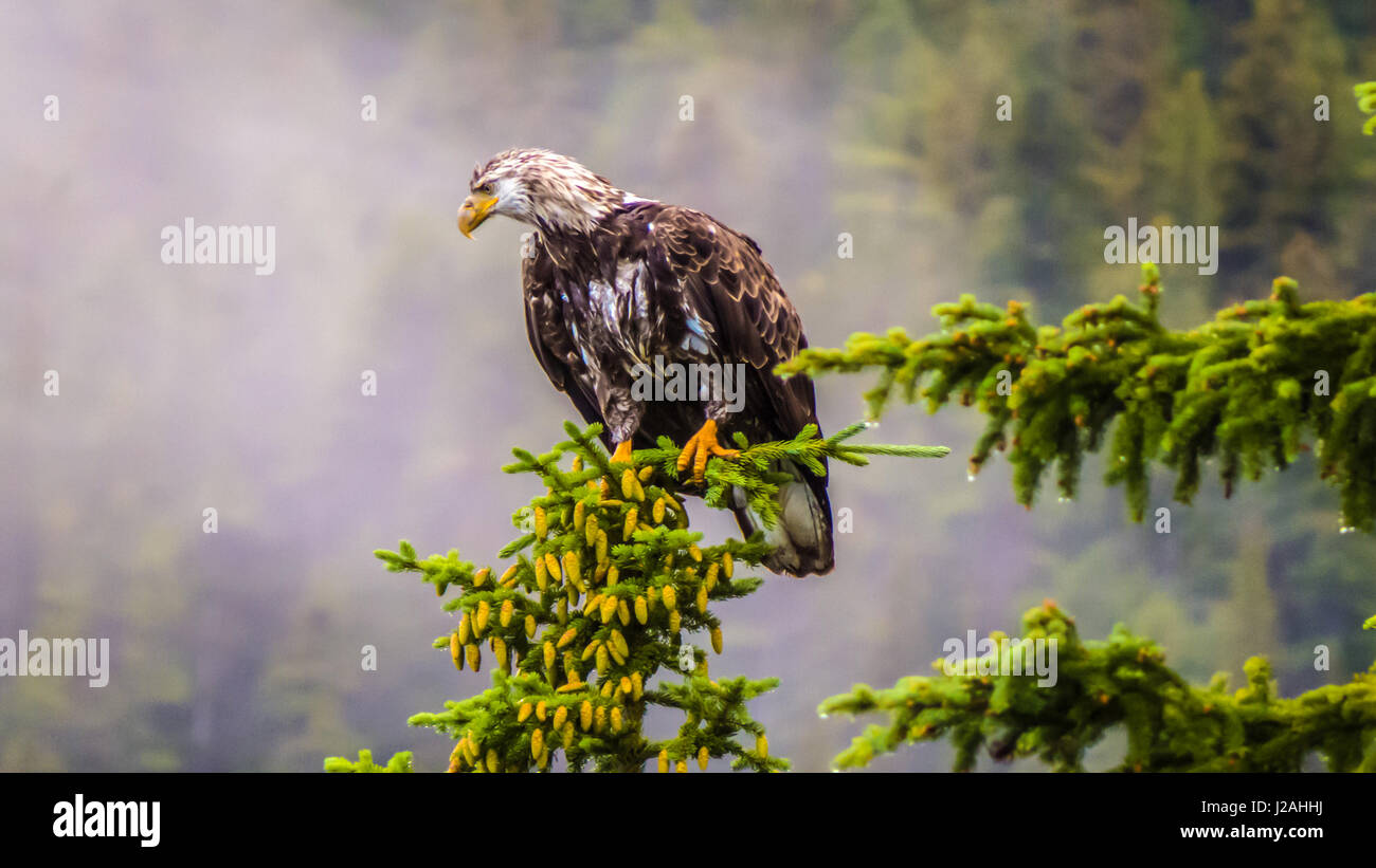 Eagle on tree Stock Photo