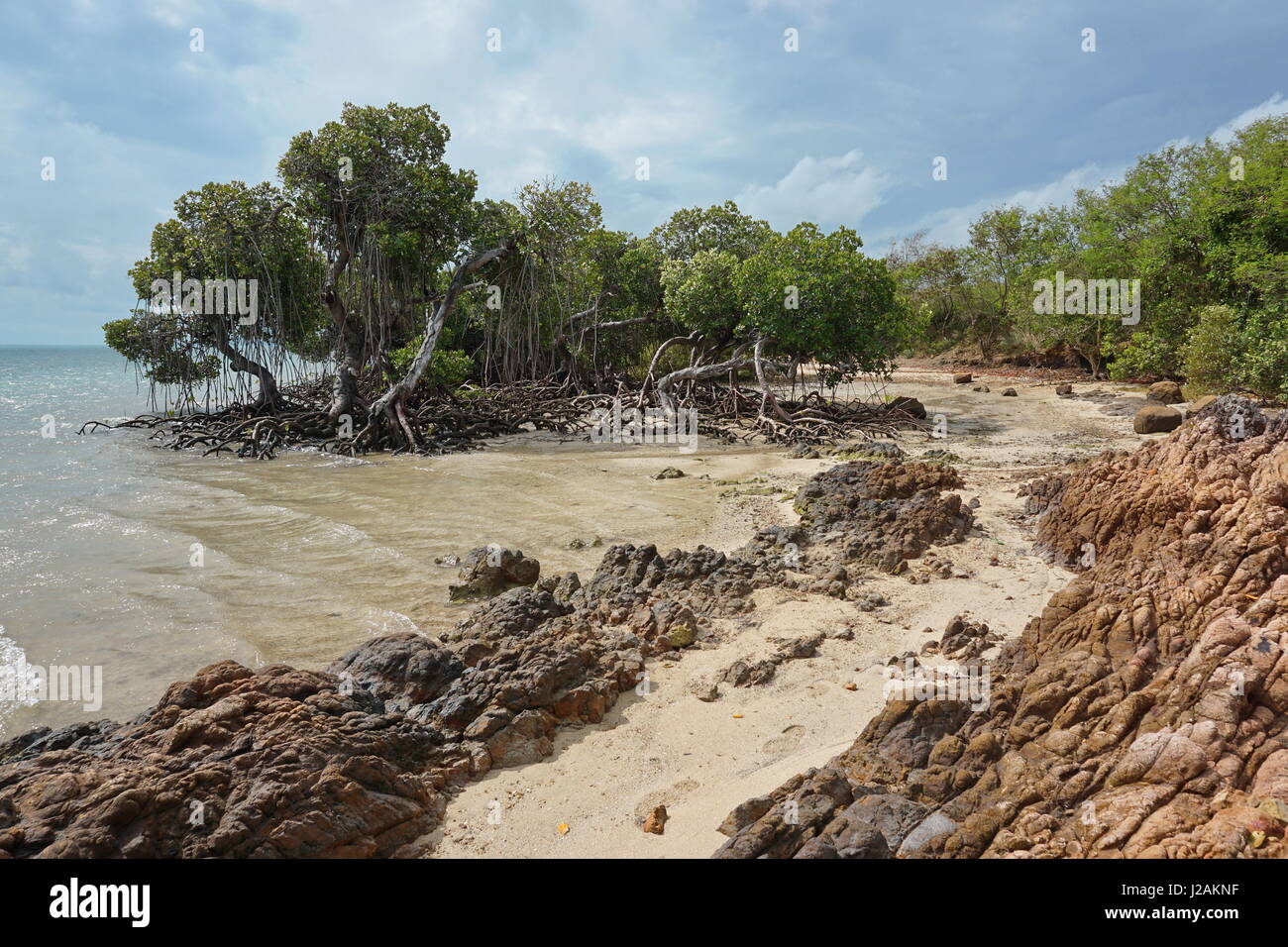 Mangroves on seashore with sand and rocks, West coast of Grande Terre island, New Caledonia, south Pacific Stock Photo
