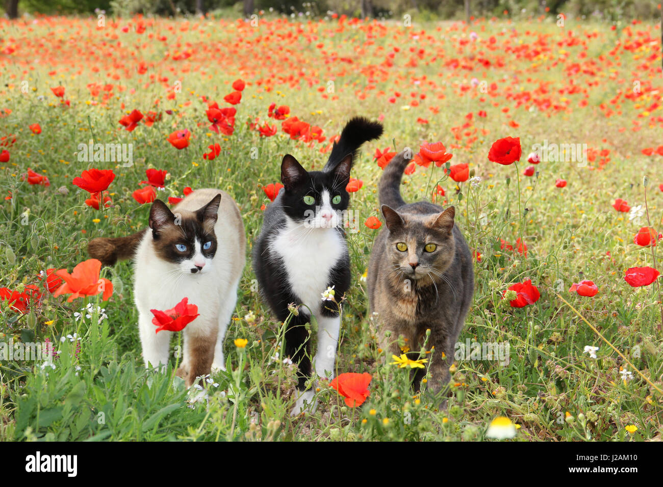 Three domestic cats, point, tuxedo, tortie, walking side by side on a flowering poppy meadow Stock Photo
