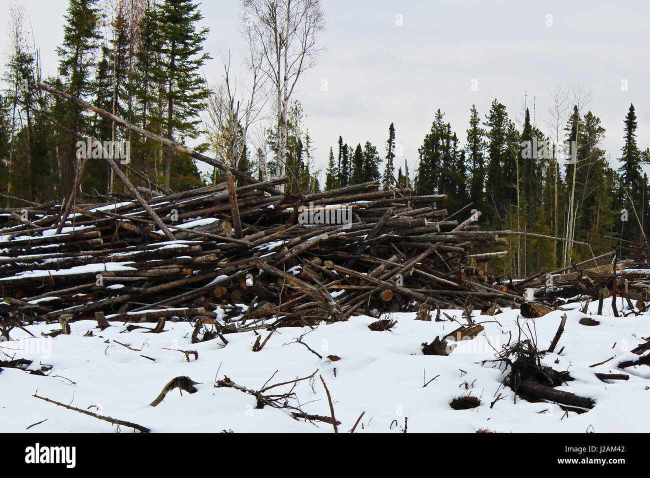 Slash piles hires stock photography and images Alamy