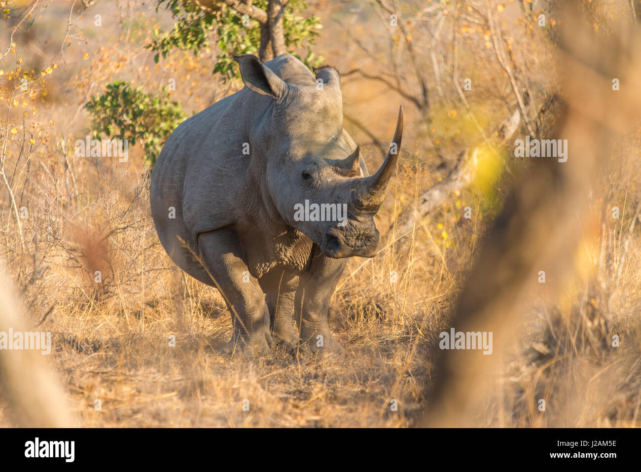 Close encounter with a pregnant african white rhino - amazing moments filled with tension and enchantment. Horizontal Stock Photo