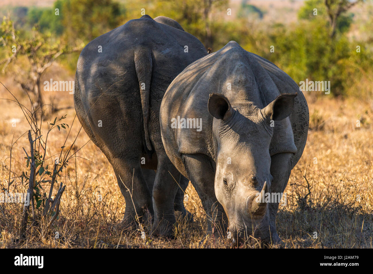 Mother rhino and cub grazing some grass in the arid south african savannah of Kruger national park. Awesome close up. Stock Photo