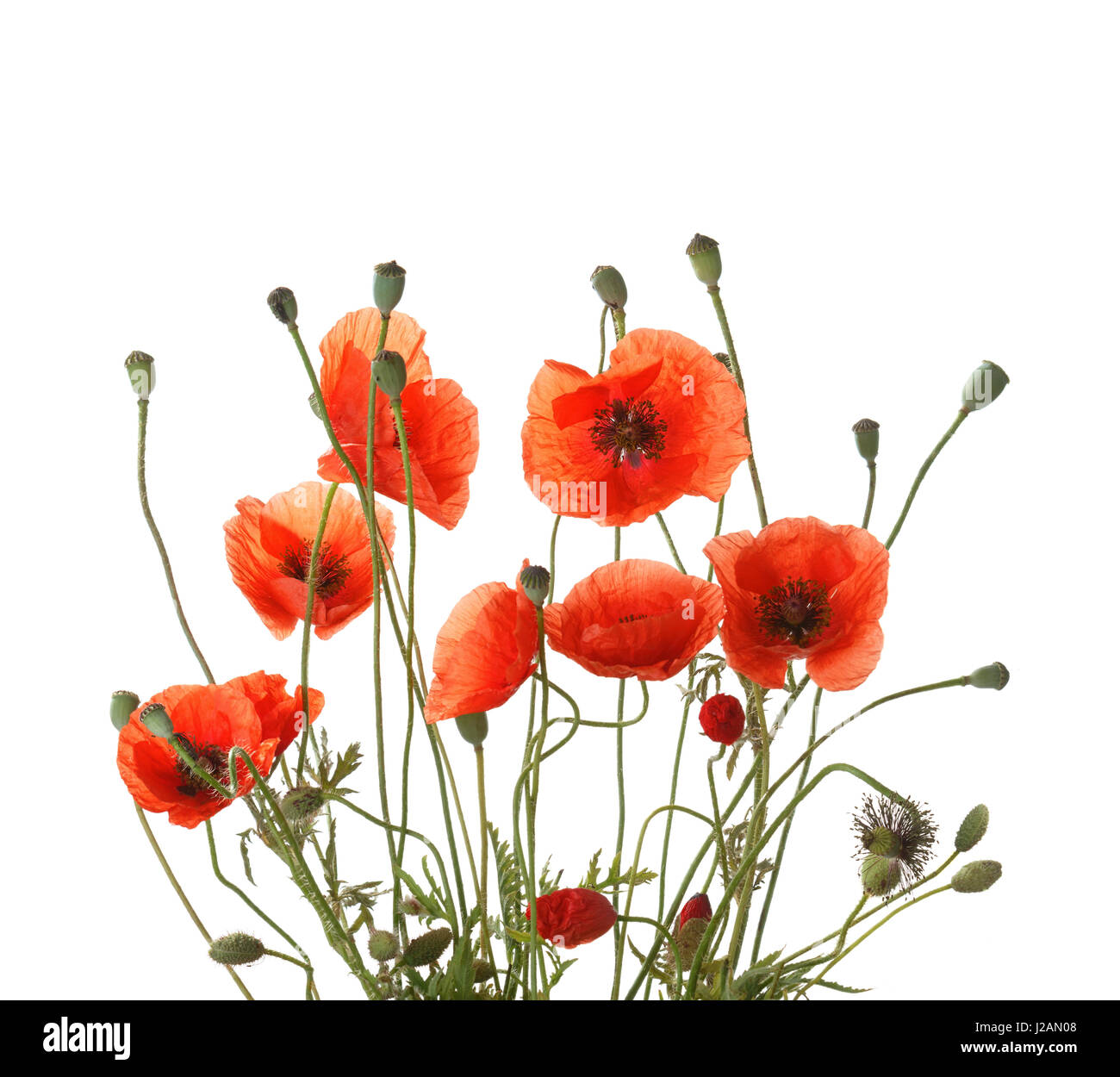 Bouquet of red poppies isolated on white background Stock Photo - Alamy