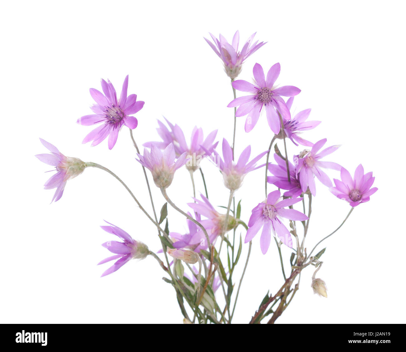 Bunch of   flowering plants  (Immortelle)  isolated on white background.   Xeranthemum annuum. Shallow depth of field. Selective focus Stock Photo