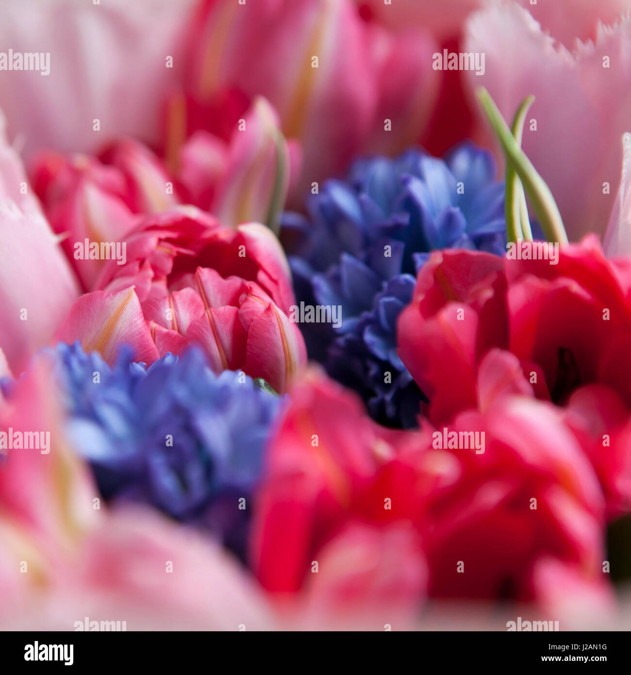 Bouquet of white and pink tulips with blue hyacinths for the bride ...